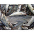 Mackerel Frozen Horsel Fish inteiro Preço competitivo